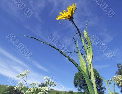 Yellow dandelion