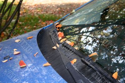 blue car and autumn yellow leaves