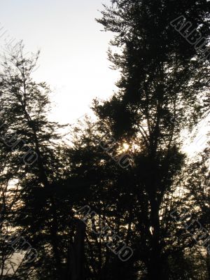 sunshine through the trees