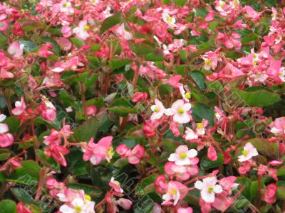pink and white flowers