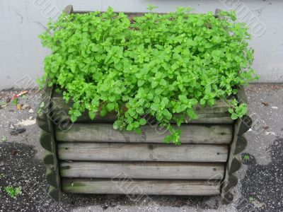 flowerpot in the street