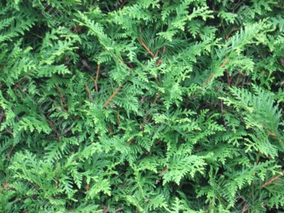 hedge from arbovitae