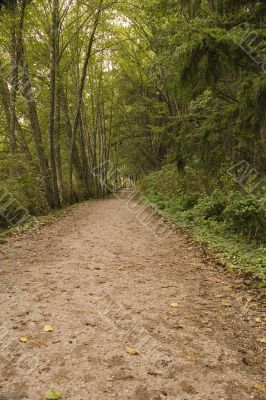 Path Into Trees