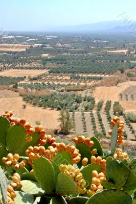 Crete
