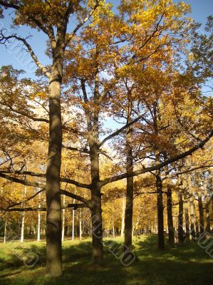Autumn