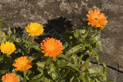 Bright Orange Flower