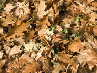 autumn yellow gold leaves