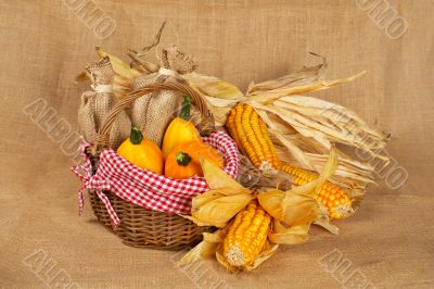 Yellow pumpkins and cobs