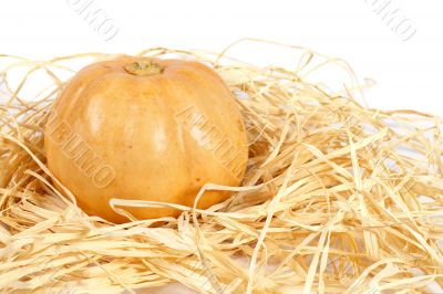 Orange pumpkin