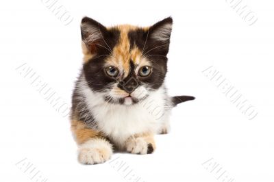 Kitten
