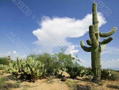 Saguaro and Cloud