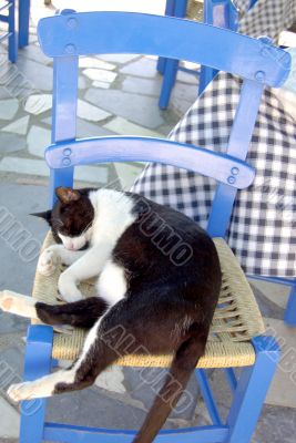 Black/white cat on a blue chair