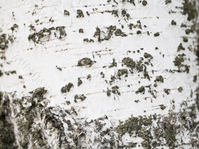 Birch bark