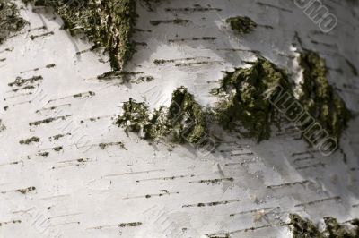 Birch bark