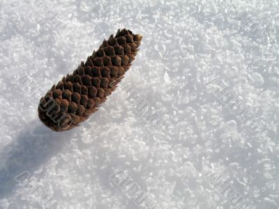 pinecone on white snow