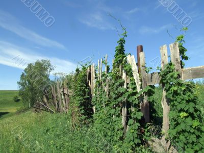 Wrecked fence and wild wine