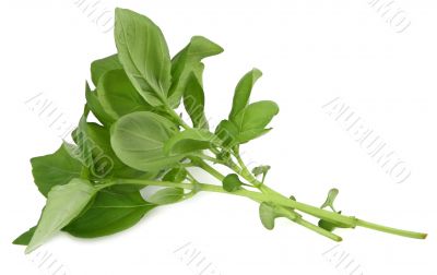 basil profile