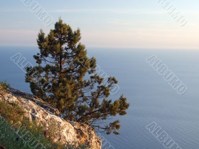 Pine at the flank of hill 2