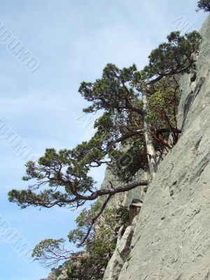 Mountain tree