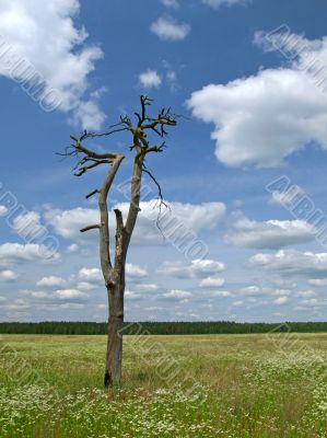 meadow, tree and clouded sky 2