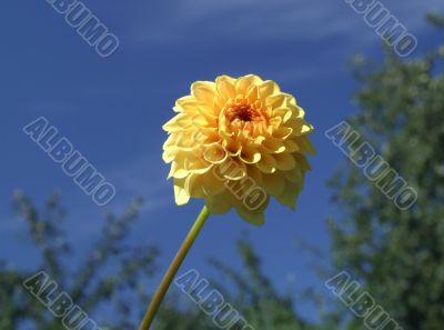 Yellow flower 3