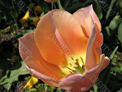 orange pink tulip