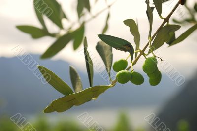 Olives