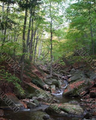 Forest Stream