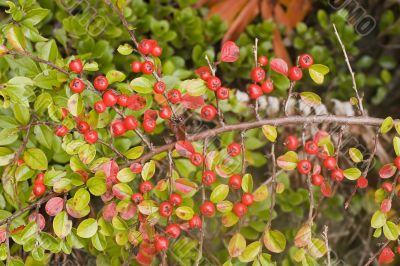 Pyracantha Berries