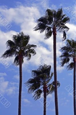 Several palms