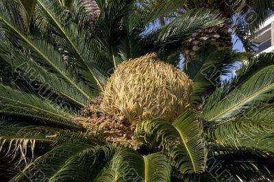 Palm closely