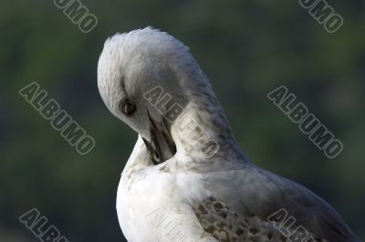 Seagull