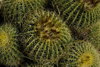 Cactuses