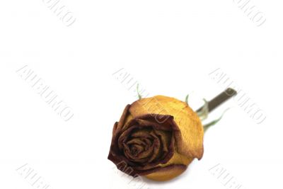 Yellow rose.