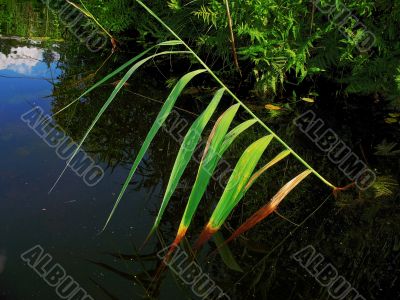 single bulrush