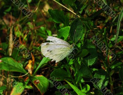 white butterfly