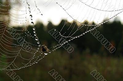 spider and midge
