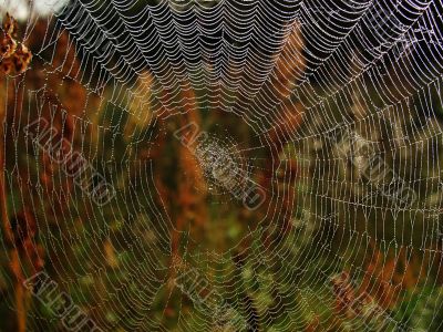 web rays