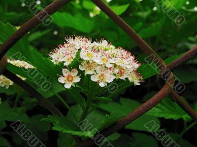 white flowers