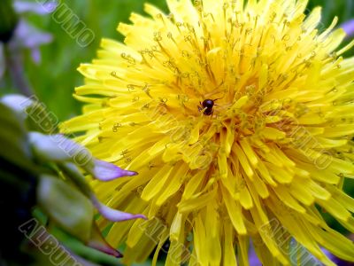 Dandelion and the ant