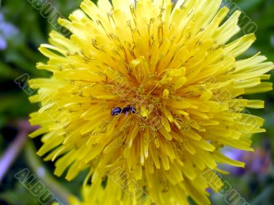 Dandelion and the ant