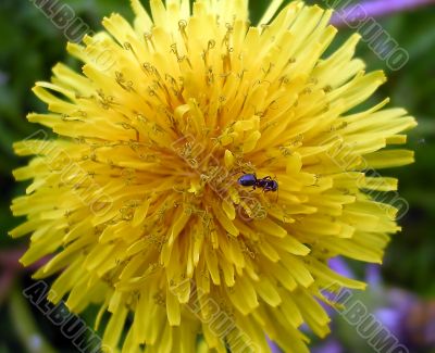 Dandelion and the ant