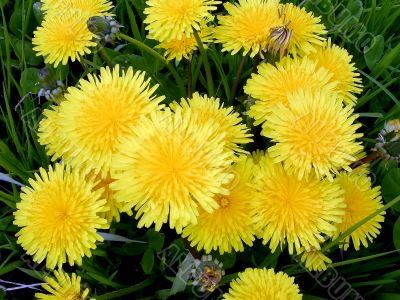 Dandelion