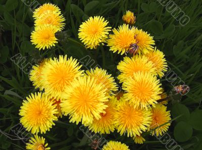 Dandelion