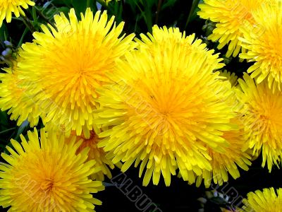 Dandelion