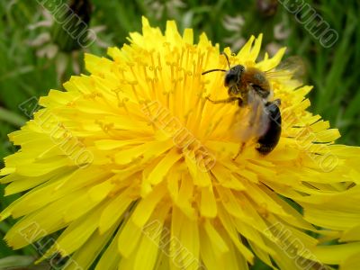 Dandelion and the bee