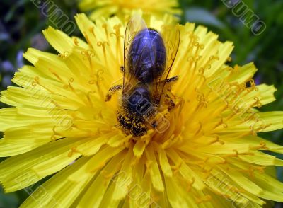 Dandelion and the bee
