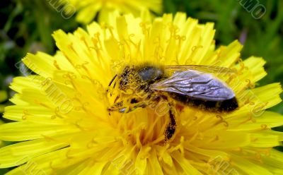 Dandelion and the bee