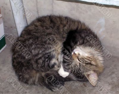 Sleeping tomcat