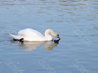The swan
